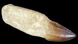 Rooted Mosasaur (Prognathodon) Tooth - Beastly #67949-1